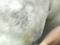 Bitch loves large beast cocks inside her snatch